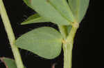 Bird's-foot trefoil